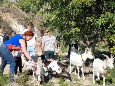 Farm animal interaction activity at Oodles Retreat, featuring goats and sheep in a scenic outdoor se.