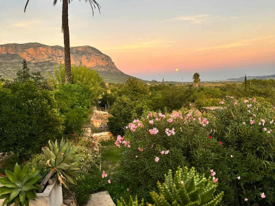 Serene landscape with a tall palm tree and vibrant desert flora at sunset.